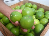 Limones de Yucatán