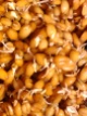 trigo-germinando